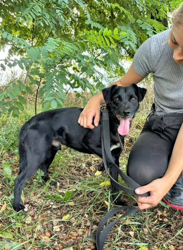 Pies do adopcji, Przyborówko, 6 października 2025 (1/3)