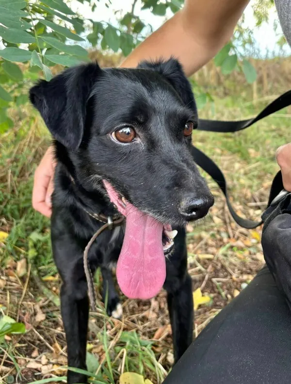 Pies do adopcji, Przyborówko, 6 października 2025 (2/3)