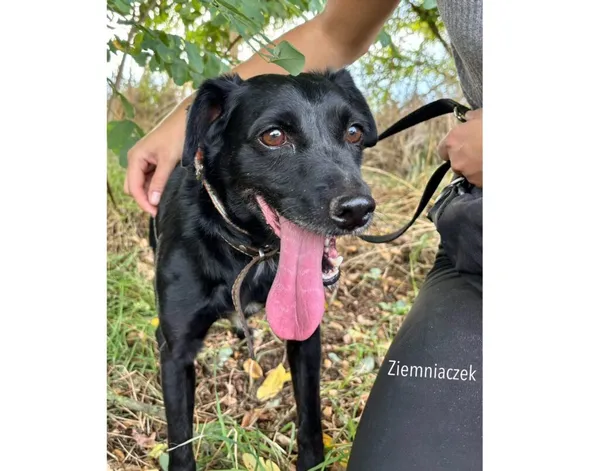 Pies do adopcji, Przyborówko, 6 października 2025 (3/3)