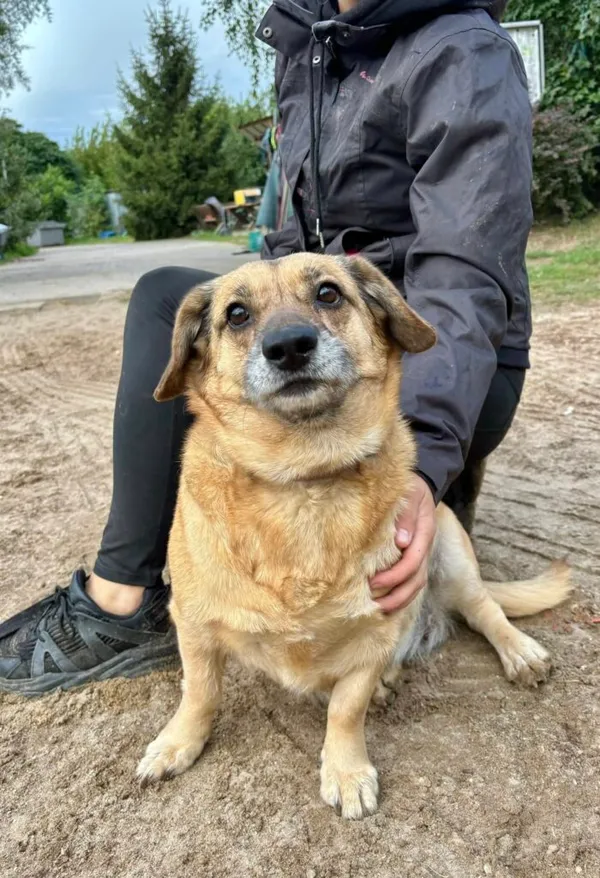 Pies do adopcji, Przyborówko, 6 października 2025 (1/3)