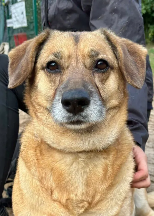 Pies do adopcji, Przyborówko, 6 października 2025 (2/3)