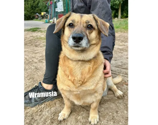 Pies do adopcji, Przyborówko, 6 października 2025 (3/3)