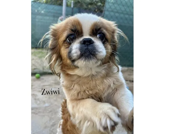 Pies do adopcji, Przyborówko, 6 października 2025