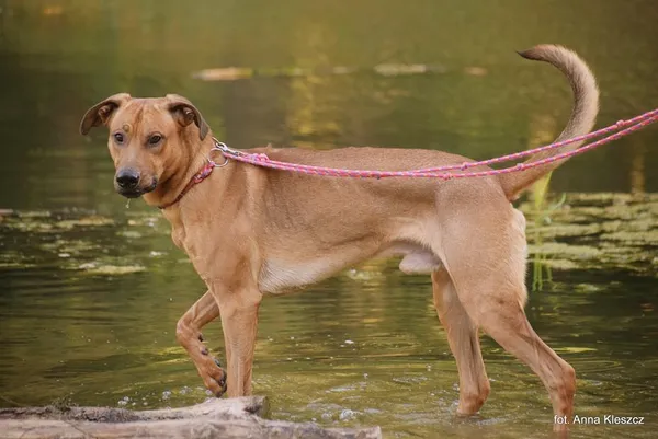 Znaleziono psa, Toruń, 11 września 2025