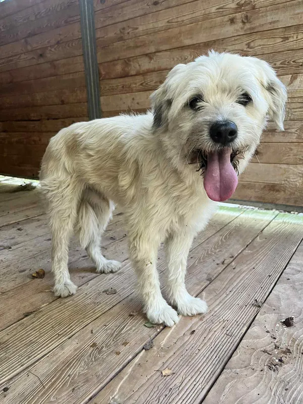 Pies do adopcji, Orzechowce, 6 października 2025 (4/5)