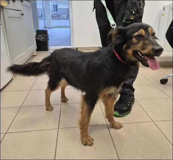 Znaleziono psa, Grudziądz, 6 października 2025