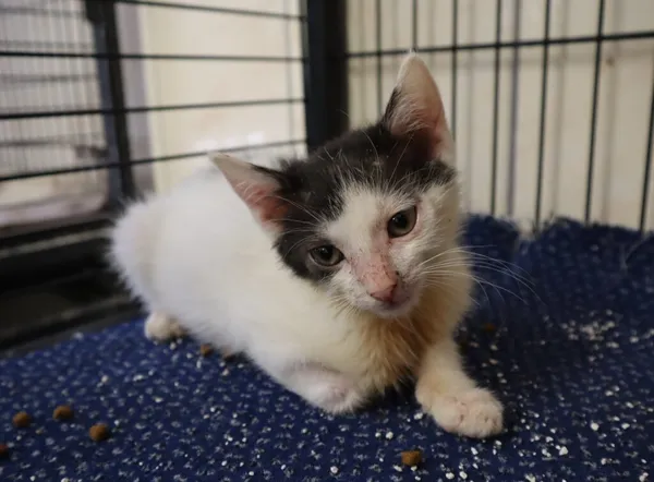 Kot do adopcji, Częstochowa, 7 czerwca 2025 (1/2)