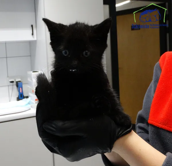 Kot do adopcji, Szczecin, 4 października 2025