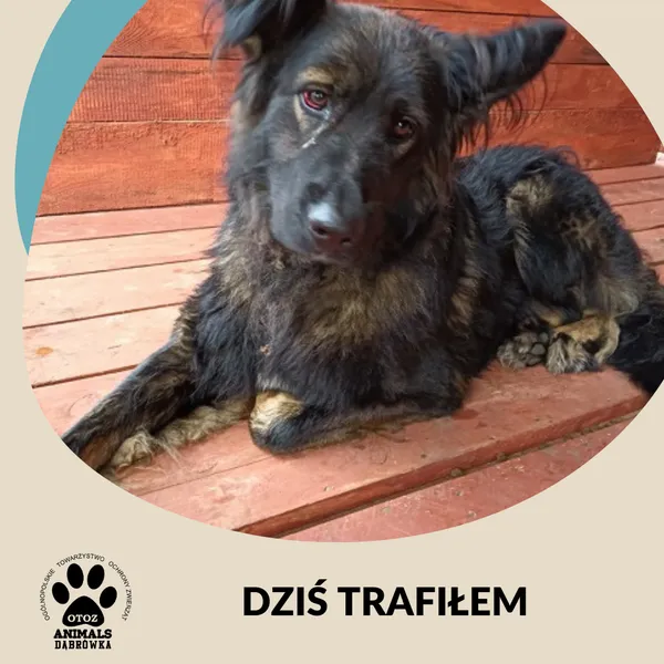 Znaleziono psa, Dąbrówka, 5 października 2025