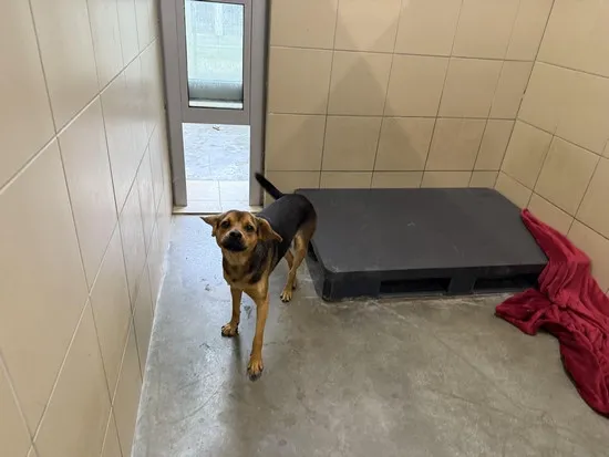 Pies do adopcji, Kraków, 22 września 2025