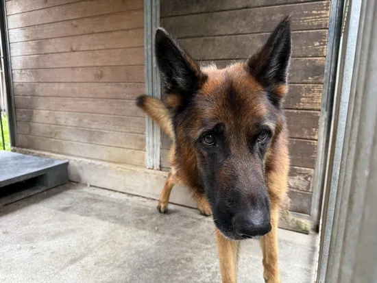 Pies do adopcji, Kraków, 22 września 2025