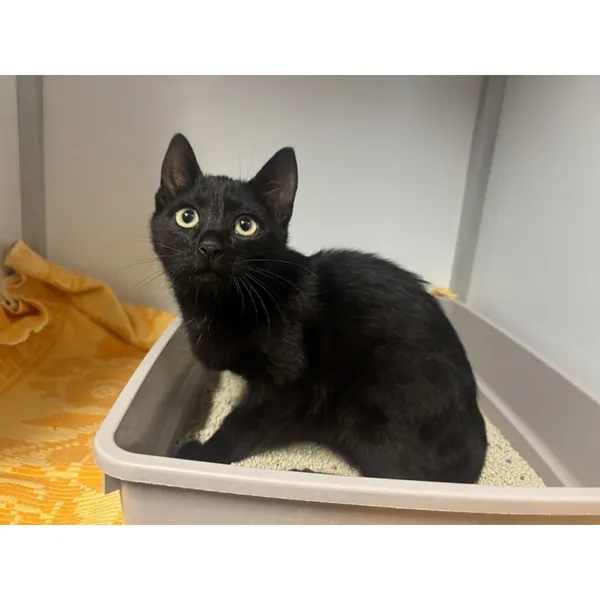 Znaleziono kota, Białystok, 29 sierpnia 2025