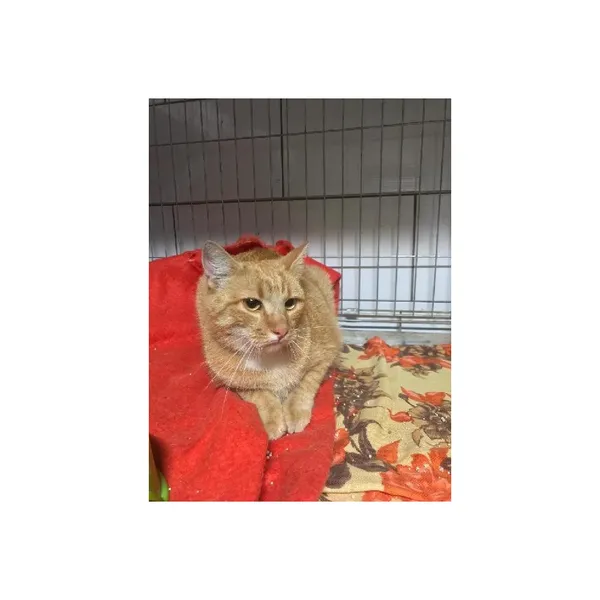 Znaleziono kota, Białystok, 5 września 2025