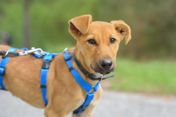 Pies do adopcji, Nowodwór, 5 października 2025 (2/5)