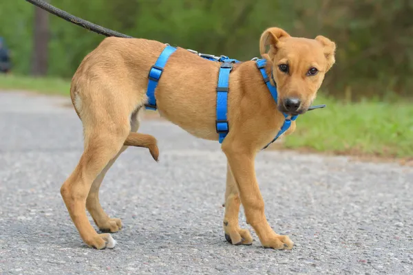 Pies do adopcji, Nowodwór, 5 października 2025 (5/5)