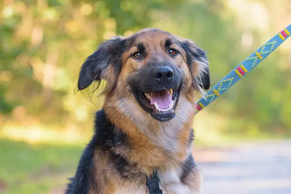 Pies do adopcji, Nowodwór, 5 października 2025 (1/5)