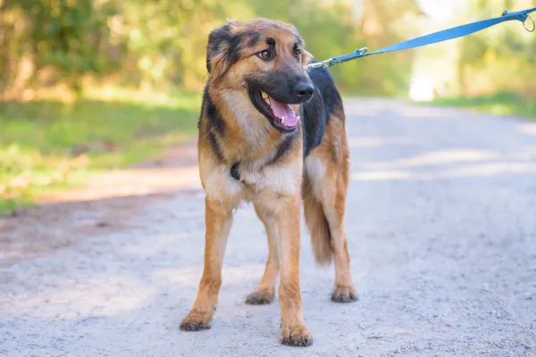 Pies do adopcji, Nowodwór, 5 października 2025 (5/5)