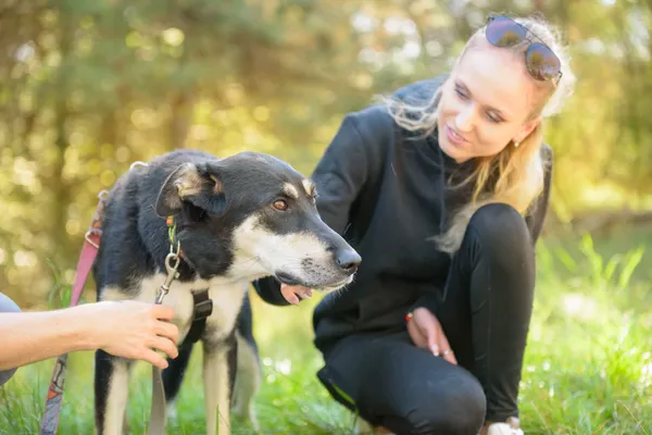 Pies do adopcji, Nowodwór, 5 października 2025 (3/5)