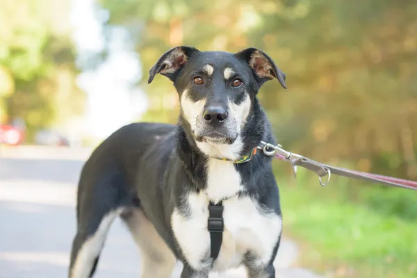 Pies do adopcji, Nowodwór, 5 października 2025 (4/5)