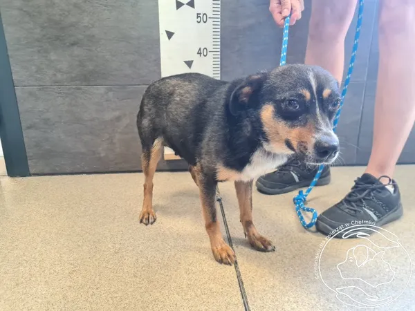 Pies do adopcji, Chełmek, 3 lipca 2025