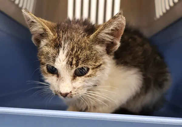 Znaleziono psa, Łódź, 7 października 2025 (2/4)