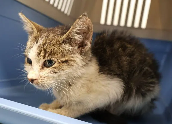 Znaleziono psa, Łódź, 7 października 2025 (3/4)