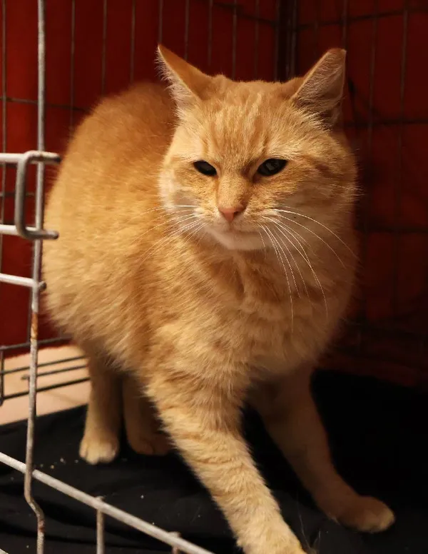 Znaleziono kota, Łódź, 7 października 2025 (1/2)