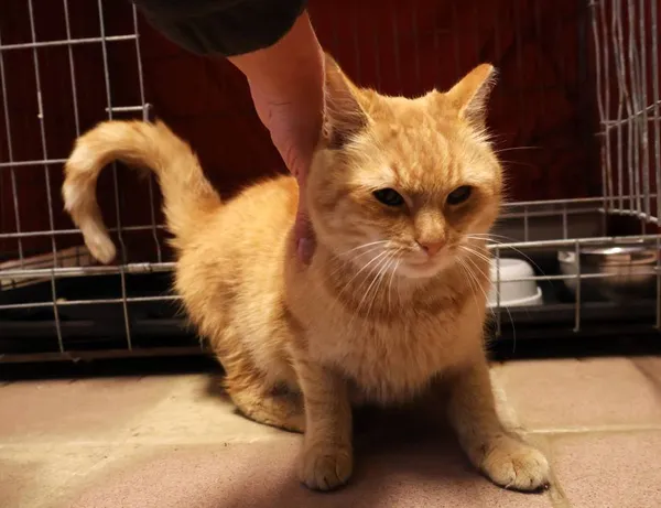 Znaleziono kota, Łódź, 7 października 2025 (2/2)