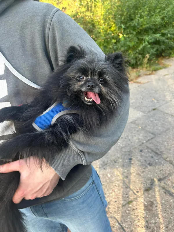 Zaginął pies, Gdańsk, Orunia, 7 października 2025