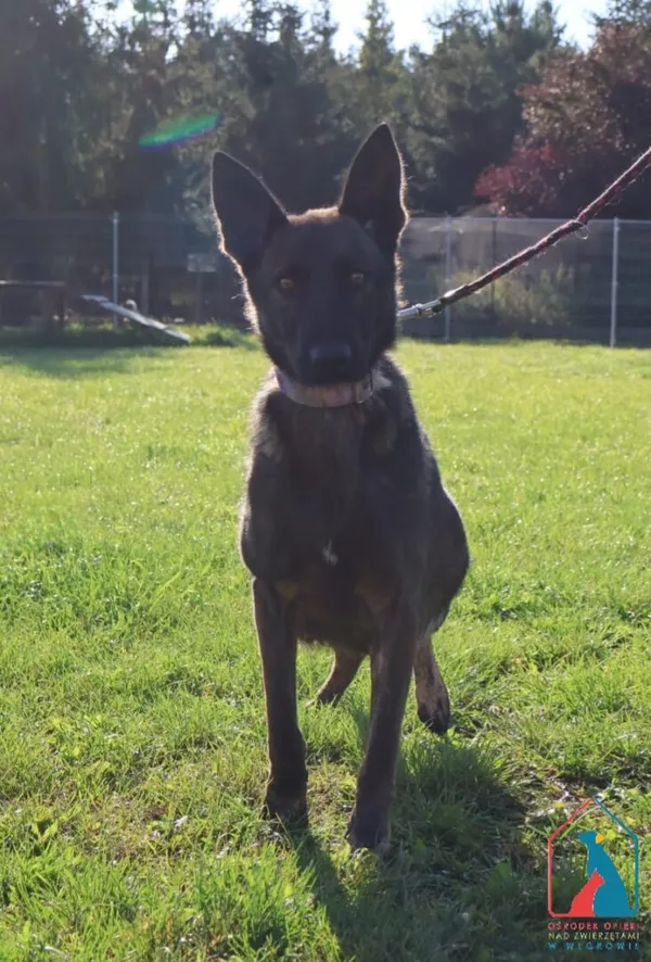 Pies do adopcji, Grudziądz, 19 września 2025