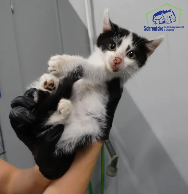 Znaleziono kota, Szczecin, 7 października 2025