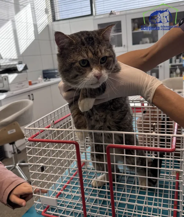 Znaleziono kota, Szczecin, 6 października 2025