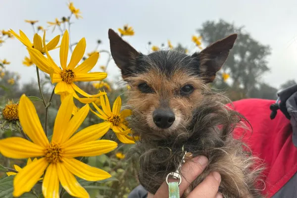 Pies do adopcji, Henrykowo, 7 października 2025 (1/4)