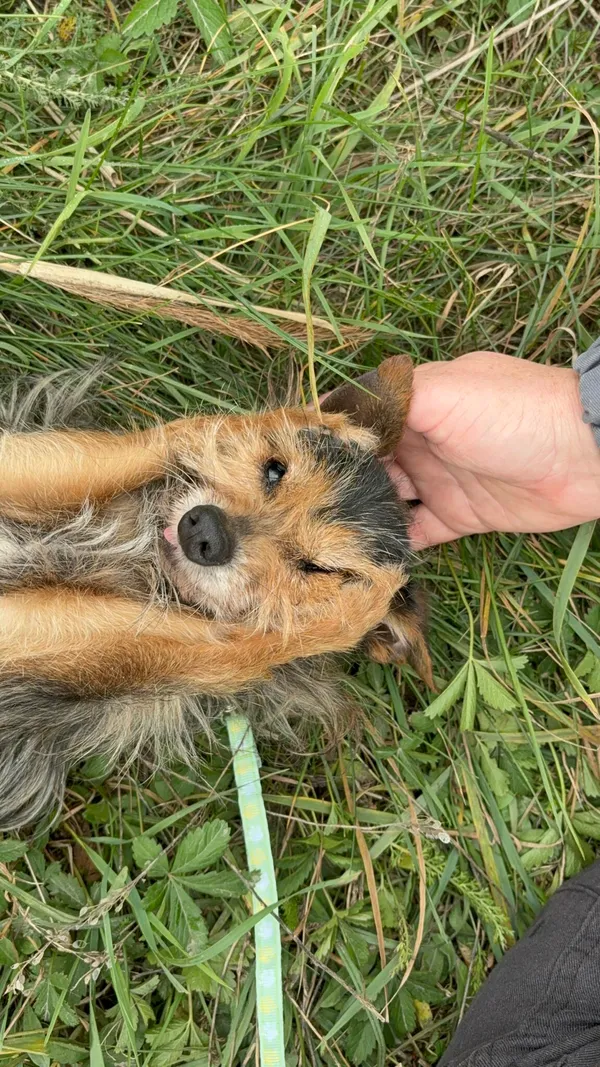 Pies do adopcji, Henrykowo, 7 października 2025 (3/4)