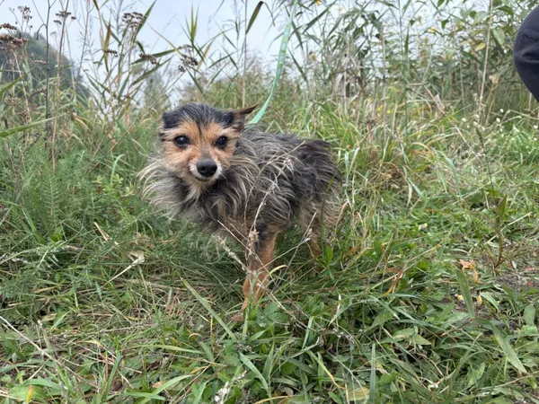 Pies do adopcji, Henrykowo, 7 października 2025 (4/4)