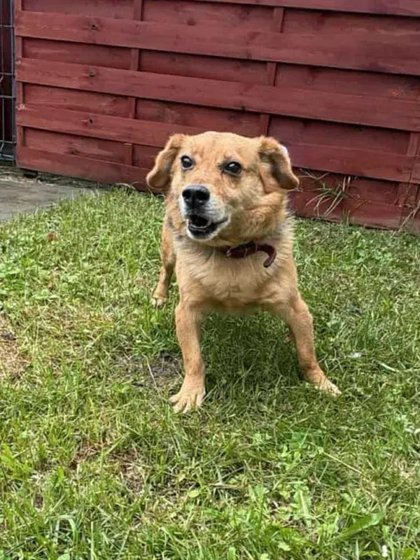 Znaleziono psa, Czartki, 7 października 2025