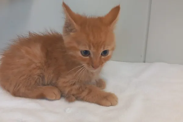 Kot do adopcji, Henrykowo, 6 września 2025