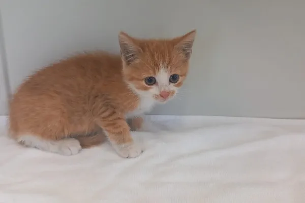 Kot do adopcji, Henrykowo, 6 września 2025