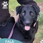 Pies do adopcji