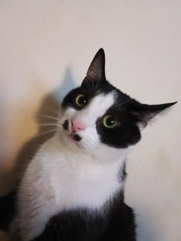 Zaginął kot, Łódź, 7 października 2025