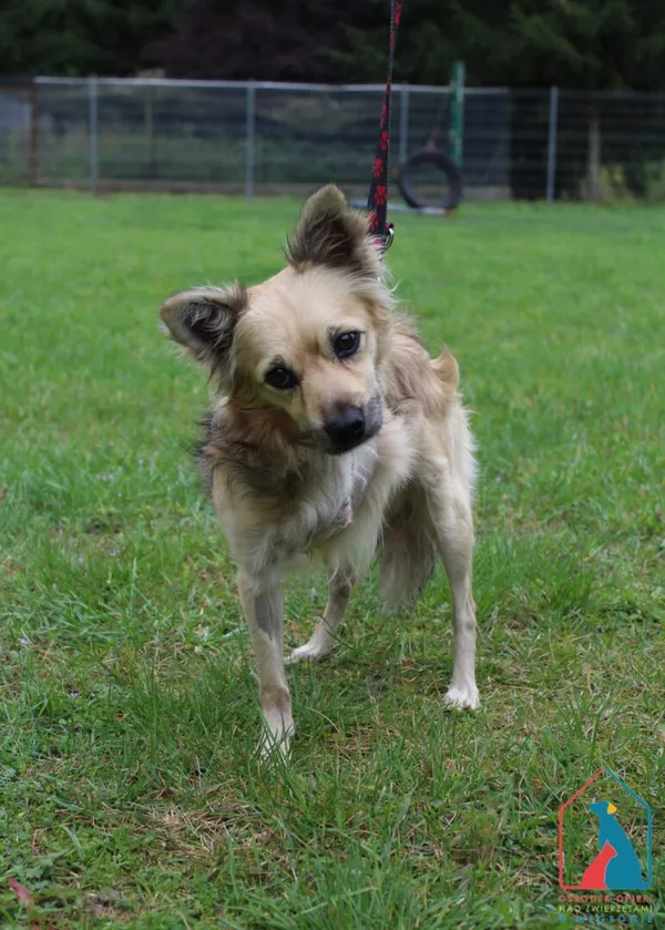 Pies do adopcji, Grudziądz, 18 września 2025