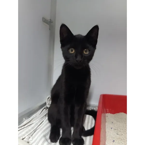 Znaleziono kota, Białystok, 6 września 2025