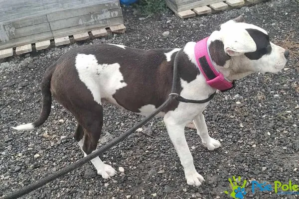 Znaleziono psa, Racławice, 6 października 2025 (1/3)