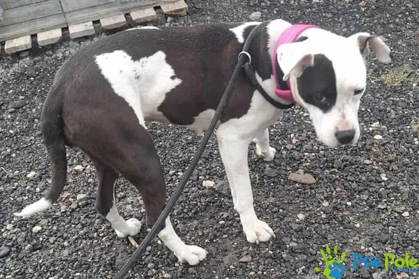 Znaleziono psa, Racławice, 6 października 2025 (2/3)