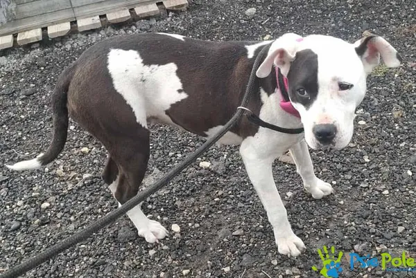 Znaleziono psa, Racławice, 6 października 2025 (3/3)