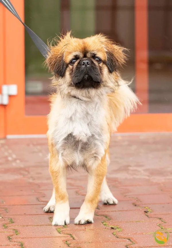 Znaleziono psa, Skałowo, 8 października 2025 (2/3)