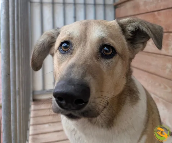 Znaleziono psa, Skałowo, 8 października 2025 (1/5)