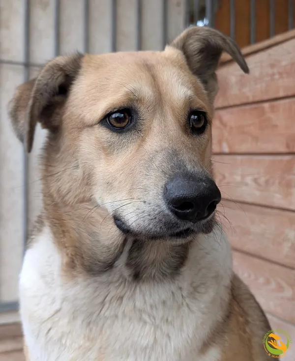 Znaleziono psa, Skałowo, 8 października 2025 (2/5)