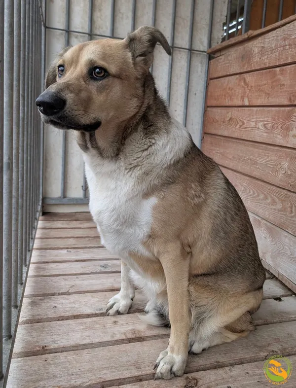 Znaleziono psa, Skałowo, 8 października 2025 (3/5)