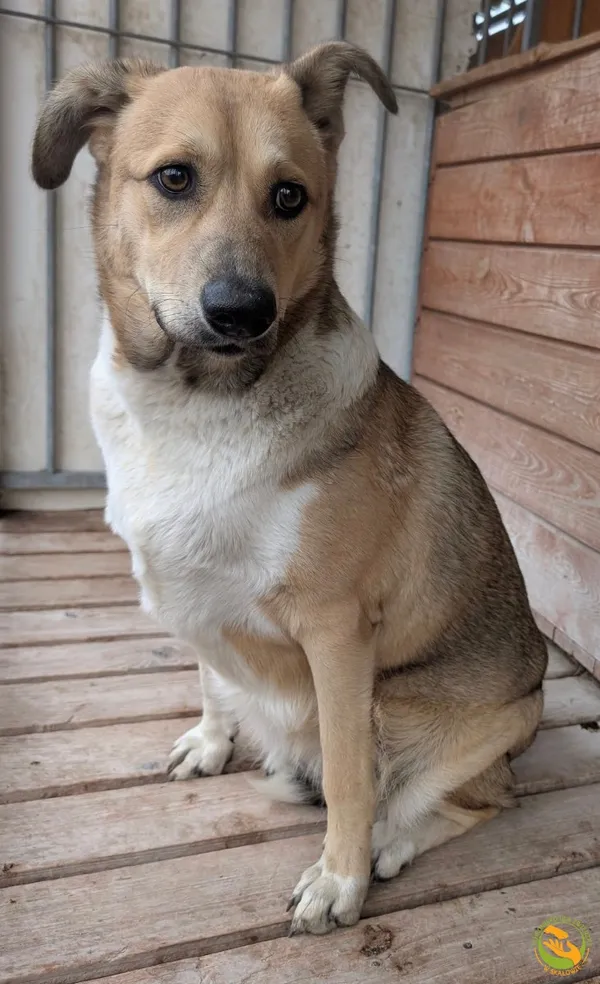 Znaleziono psa, Skałowo, 8 października 2025 (4/5)